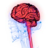 Organo centrale del sistema nervoso umano Brain Anatomy illustrazione di stock Organo centrale del sistema nervoso umano Brain Anatomy illustrazione di stock