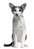Oriental bicolor cat, 1 year old, sitting