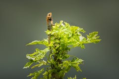 The oriental garden lizard on papaya tree royalty free stock image The oriental garden lizard on papaya tree royalty free stock image