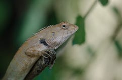 Oriental Garden Lizard sitting on tree bark stock photos Oriental Garden Lizard sitting on tree bark stock photos
