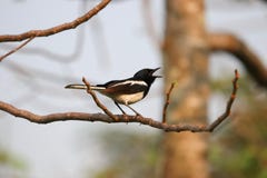 Oriental magpie-robin sings on a tree with sunshine in the evening nature background Royalty Free Stock Photography Oriental magpie-robin sings on a tree with sunshine in the evening nature background Royalty Free Stock Photography