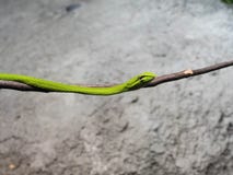 Oriental Whipsnake or Asian Vine Snake royalty free stock photography Oriental Whipsnake or Asian Vine Snake royalty free stock photography