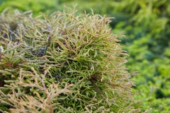 Orientalis Platycladus γνωστά επίσης ως κινεζικό thuja, ασιατικά arborvitae στοκ φωτογραφία Orientalis Platycladus γνωστά επίσης ως κινεζικό thuja, ασιατικά arborvitae στοκ φωτογραφία