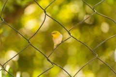 Orientaliskt vitt öga för härlig fågel i natur arkivbilder Orientaliskt vitt öga för härlig fågel i natur arkivbilder