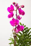 Orientalne orchidee w flowerpot zdjęcia royalty free Orientalne orchidee w flowerpot zdjęcia royalty free