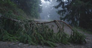 Broken spruce tree top inclined to the land in the Carpathians in slo-mo stock video Broken spruce tree top inclined to the land in the Carpathians in slo-mo stock video