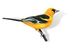 Oriole del pájaro libre illustration Oriole del pájaro libre illustration
