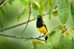 Oriole Preto-encapuzado, prosthemelas do Icterus, sentando-se no ramo verde do musgo Pássaro tropico no habitat da natureza Anima fotografia de stock Oriole Preto-encapuzado, prosthemelas do Icterus, sentando-se no ramo verde do musgo Pássaro tropico no habitat da natureza Anima fotografia de stock