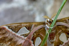 Orizaba-silkmoth, das einen Grashalm greift lizenzfreie stockbilder Orizaba-silkmoth, das einen Grashalm greift lizenzfreie stockbilder