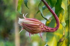Orkidékaktuns som blommar på natten royaltyfri fotografi Orkidékaktuns som blommar på natten royaltyfri fotografi