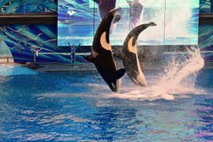 Two whales jumping in One Ocean SeaWorld`s signature killer whale. stock photo Two whales jumping in One Ocean SeaWorld`s signature killer whale. stock photo
