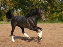 Orlov Trotter On The Move Royalty Free Stock Photo