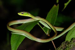 Orm för vinranka för korkåpa` s fotografering för bildbyråer Orm för vinranka för korkåpa` s fotografering för bildbyråer
