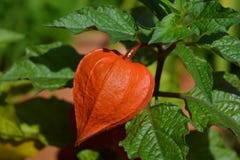 Ornamental Physalis, Physalis alkekengi, close-up stock photos Ornamental Physalis, Physalis alkekengi, close-up stock photos