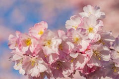 Ornamenti della primavera in un giardino nel giorno soleggiato Ciliegio di fioritura dei fiori fotografie stock Ornamenti della primavera in un giardino nel giorno soleggiato Ciliegio di fioritura dei fiori fotografie stock