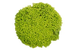 Oro Moss Sedum foto de archivo Oro Moss Sedum foto de archivo