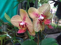 Orquídea imagens de stock royalty free Orquídea imagens de stock royalty free