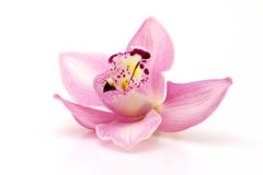 Orquídea