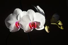 Orquídea blanca en un fondo negro fotos de archivo libres de regalías Orquídea blanca en un fondo negro fotos de archivo libres de regalías