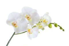 Orquídea branca