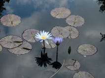 Orquídea de agua y lillies con la reflexión del cielo Fotografía de archivo libre de regalías Orquídea de agua y lillies con la reflexión del cielo Fotografía de archivo libre de regalías