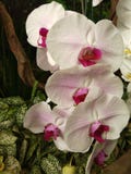 orquídea do rosa e a branca no jardim imagem de stock orquídea do rosa e a branca no jardim imagem de stock