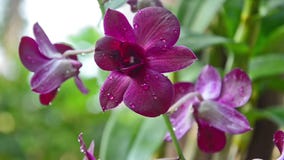 Orquídea hermosa Orquídea hermosa