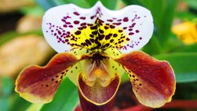 Orquídea manchada laranja imagens de stock royalty free Orquídea manchada laranja imagens de stock royalty free