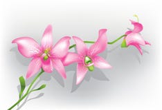 Orquídea púrpura stock de ilustración Orquídea púrpura stock de ilustración