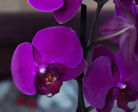 Orquídea púrpura, fondo brillante fotos de archivo Orquídea púrpura, fondo brillante fotos de archivo