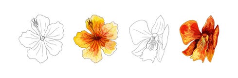 Orquídea tropical, flor roja con las venas anaranjadas y amarillas en el fondo blanco ilustración del vector Orquídea tropical, flor roja con las venas anaranjadas y amarillas en el fondo blanco ilustración del vector