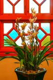 Orquídeas amarelas bonitas do cymbidium fotografia de stock Orquídeas amarelas bonitas do cymbidium fotografia de stock