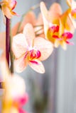 Orquídeas anaranjadas florecientes de la ramita con un corazón rojo en un fondo gris fotos de archivo libres de regalías Orquídeas anaranjadas florecientes de la ramita con un corazón rojo en un fondo gris fotos de archivo libres de regalías