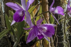 Orquídeas púrpuras y blancas imagenes de archivo Orquídeas púrpuras y blancas imagenes de archivo