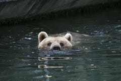 Orso in acqua immagini stock libere da diritti Orso in acqua immagini stock libere da diritti