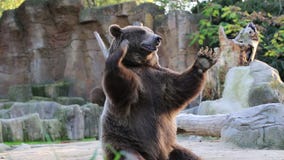 Orso bruno che cerca alimento nello zoo di Madrid Orso bruno che cerca alimento nello zoo di Madrid
