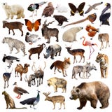 Orso bruno ed altri animali asiatici Isolato su bianco fotografia stock Orso bruno ed altri animali asiatici Isolato su bianco fotografia stock
