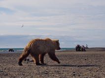 Orso che guarda nel parco nazionale di Katmai, Alaska fotografie stock Orso che guarda nel parco nazionale di Katmai, Alaska fotografie stock