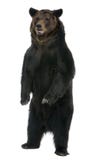 Orso di Brown femminile, 12 anni, levantesi in piedi Fotografie Stock Orso di Brown femminile, 12 anni, levantesi in piedi Fotografie Stock
