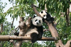 Orso di panda gigante che esamina macchina fotografica immagine stock libera da diritti Orso di panda gigante che esamina macchina fotografica immagine stock libera da diritti