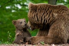 Orso e cub di Brown