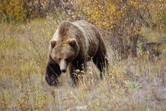 Orso grigio nel Yukon fotografie stock libere da diritti Orso grigio nel Yukon fotografie stock libere da diritti