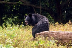 Orso himalayano in parco zoologico indiano fotografie stock libere da diritti Orso himalayano in parco zoologico indiano fotografie stock libere da diritti