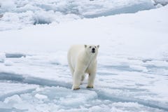 Orso polare che cammina in un'Artide fotografia stock libera da diritti Orso polare che cammina in un'Artide fotografia stock libera da diritti