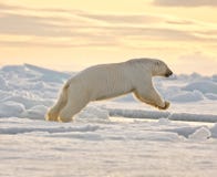 Orso polare che salta nella neve Orso polare che salta nella neve
