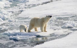 Orso polare e cucciolo fotografie stock libere da diritti Orso polare e cucciolo fotografie stock libere da diritti