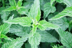 Ortie cuisante dans le jardin Urtica Dioica Photos stock Ortie cuisante dans le jardin Urtica Dioica Photos stock