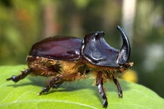 Oryctes Nasicornis Royalty Free Stock Photos Oryctes Nasicornis Royalty Free Stock Photos