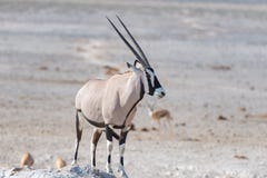Oryx που στέκεται στην αφρικανική σαβάνα, το μεγαλοπρεπές εθνικό πάρκο Etosha, καλύτερος προορισμός ταξιδιού στη Ναμίμπια, Αφρική στοκ φωτογραφία Oryx που στέκεται στην αφρικανική σαβάνα, το μεγαλοπρεπές εθνικό πάρκο Etosha, καλύτερος προορισμός ταξιδιού στη Ναμίμπια, Αφρική στοκ φωτογραφία