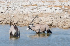 Oryx που στέκεται στην αφρικανική σαβάνα, το μεγαλοπρεπές εθνικό πάρκο Etosha, καλύτερος προορισμός ταξιδιού στη Ναμίμπια, Αφρική στοκ φωτογραφίες με δικαίωμα ελεύθερης χρήσης Oryx που στέκεται στην αφρικανική σαβάνα, το μεγαλοπρεπές εθνικό πάρκο Etosha, καλύτερος προορισμός ταξιδιού στη Ναμίμπια, Αφρική στοκ φωτογραφίες με δικαίωμα ελεύθερης χρήσης